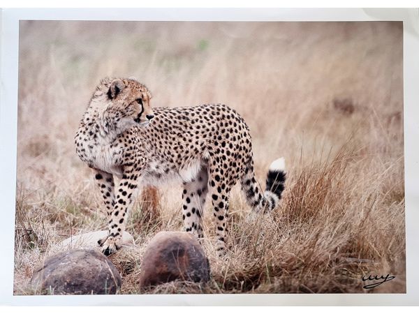 ~/upload/Lots/80806/AdditionalPhotos/24arazjxp67uw/CHEETAH IN THE WILD_t600x450.jpg